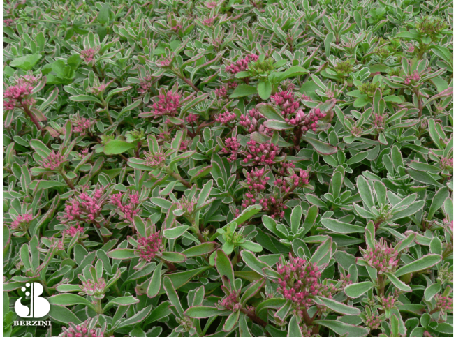 Sedum spurium   'Variegatum'